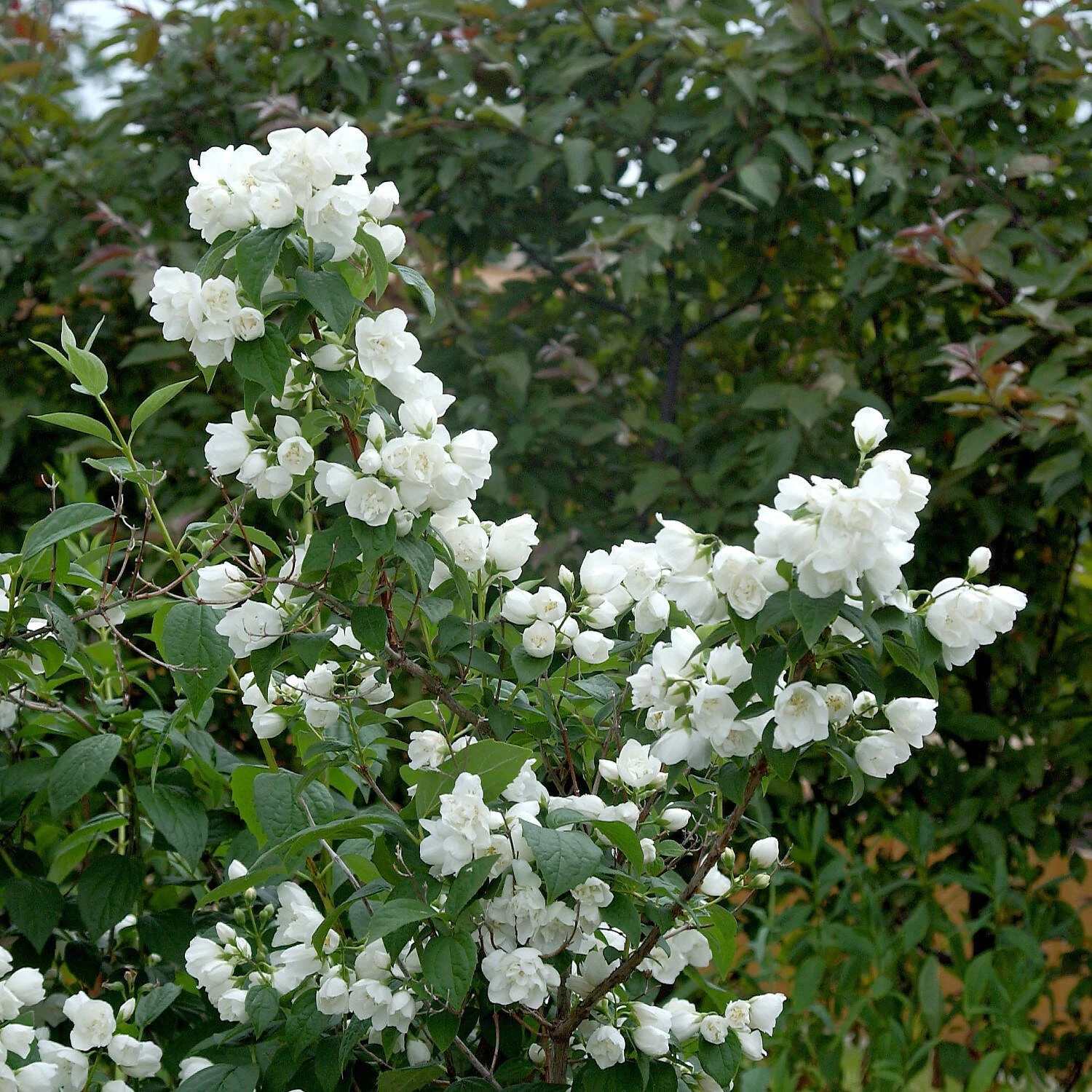 Philadelphus 'Schneesturm' 2 Philadelphus 'Schneesturm' – Bild 2