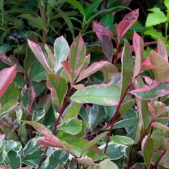 Photinia Fraseri 'Pink Marble'®