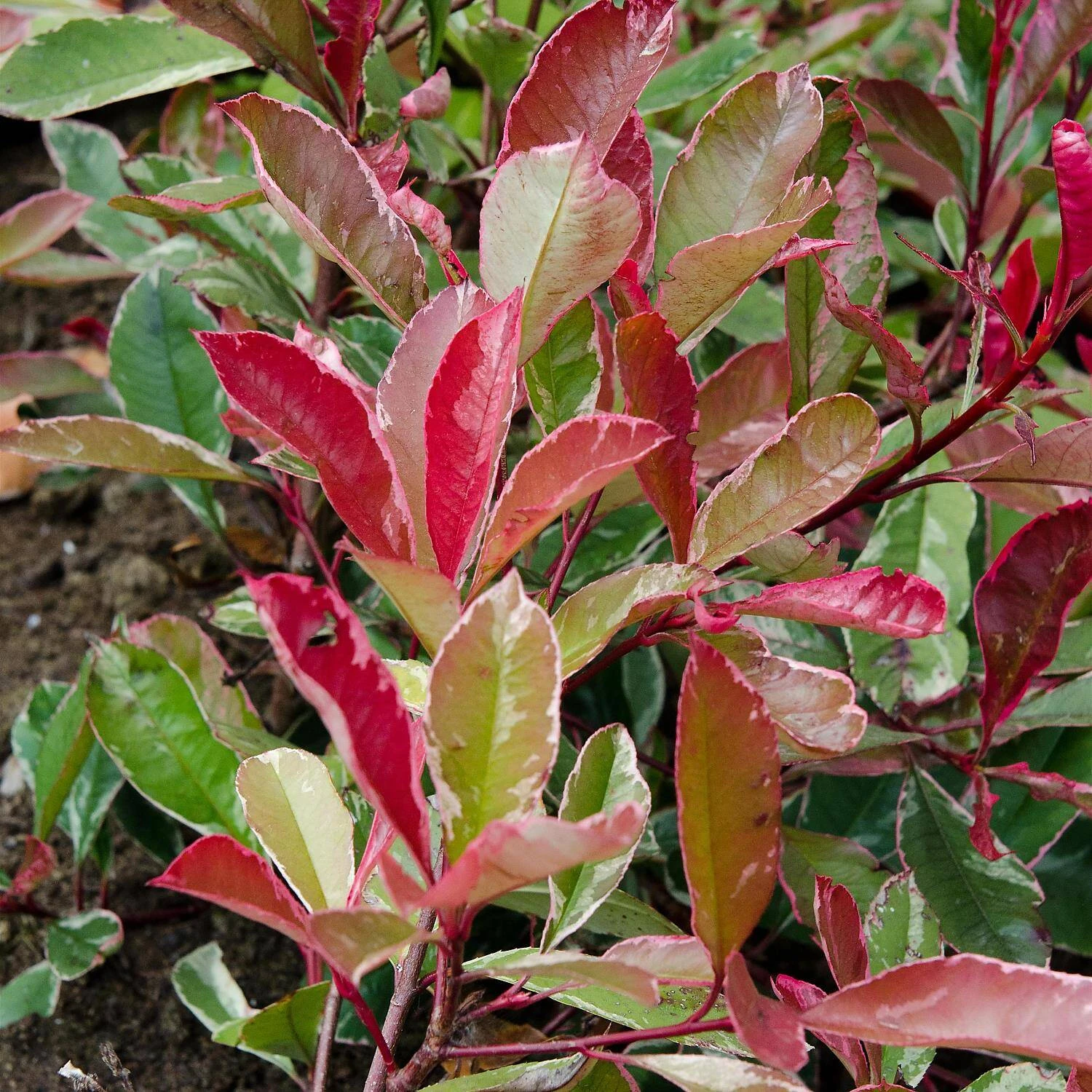 Photinia Fraseri 'Pink Marble'® 2 Photinia Fraseri 'Pink Marble'® – Bild 2