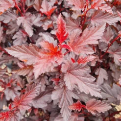 Physocarpus Opulifolius 'All Black'