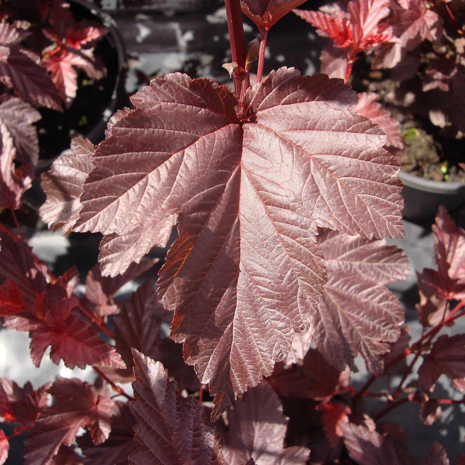 Physocarpus Opulifolius 'Lady In Red' 1 Physocarpus Opulifolius 'Lady In Red'