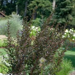 Physocarpus Opulifolius 'Little Devil'