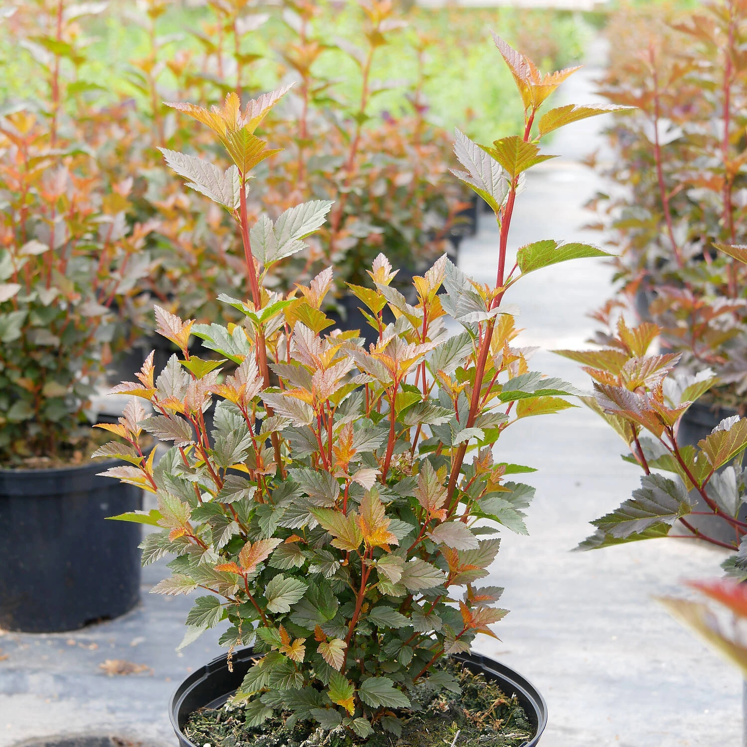 Physocarpus Opulifolius 'Magical Sweet Cherry Tea' 1 Physocarpus Opulifolius 'Magical Sweet Cherry Tea'