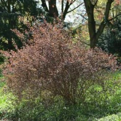 Physocarpus Opulifolius 'Summer Wine' ®