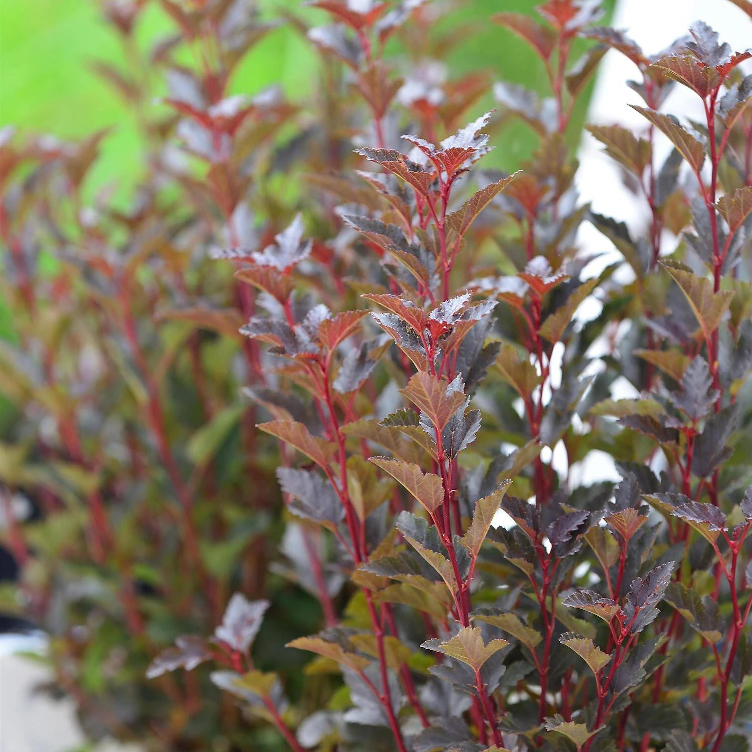 Physocarpus Opulifolius 'Tiny Wine' ® 1 Physocarpus Opulifolius 'Tiny Wine' ®