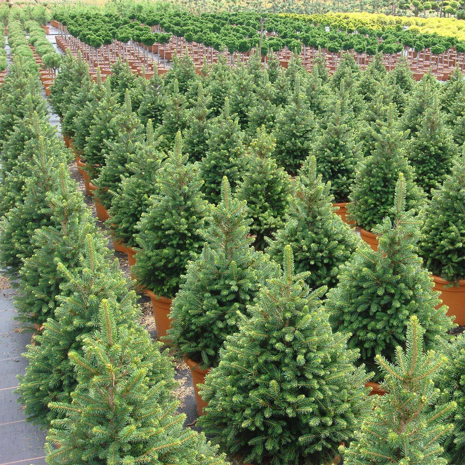 Picea Abies 'Will´s Zwerg' 2 Picea Abies 'Will´s Zwerg' – Bild 2