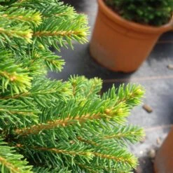 Picea Abies 'Will´s Zwerg' 5 Picea Abies 'Will´s Zwerg' -Seeds and Fertilizers Geschäft picea abies wills zwerg 13