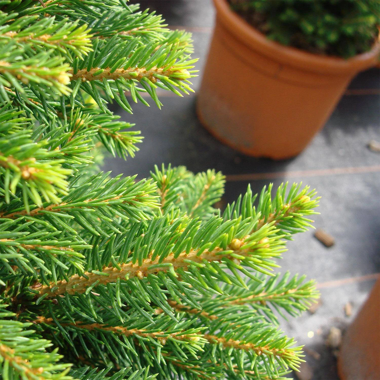 Picea Abies 'Will´s Zwerg' 3 Picea Abies 'Will´s Zwerg' – Bild 3
