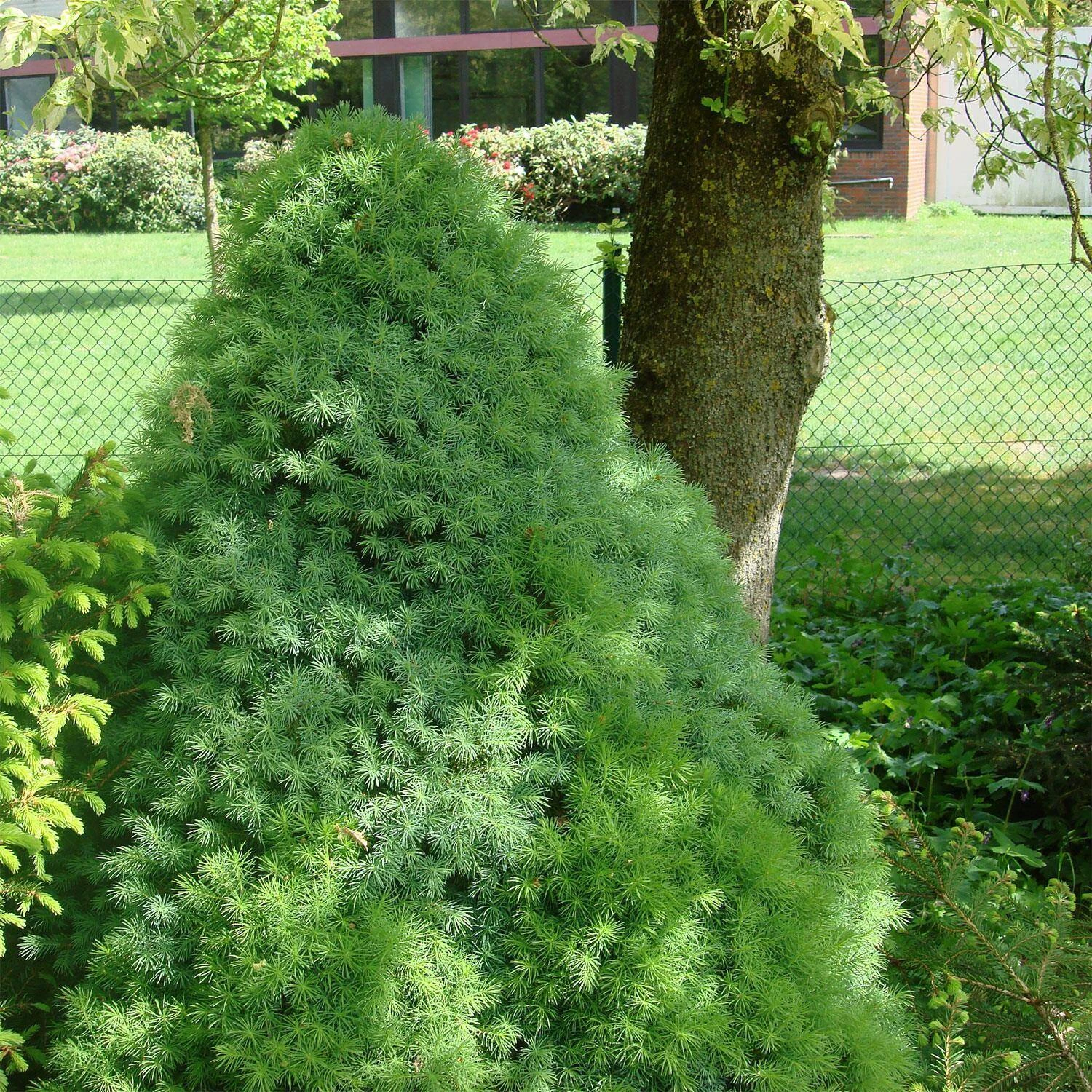 Picea Glauca 'Blue Wonder'® 1 Picea Glauca 'Blue Wonder'®