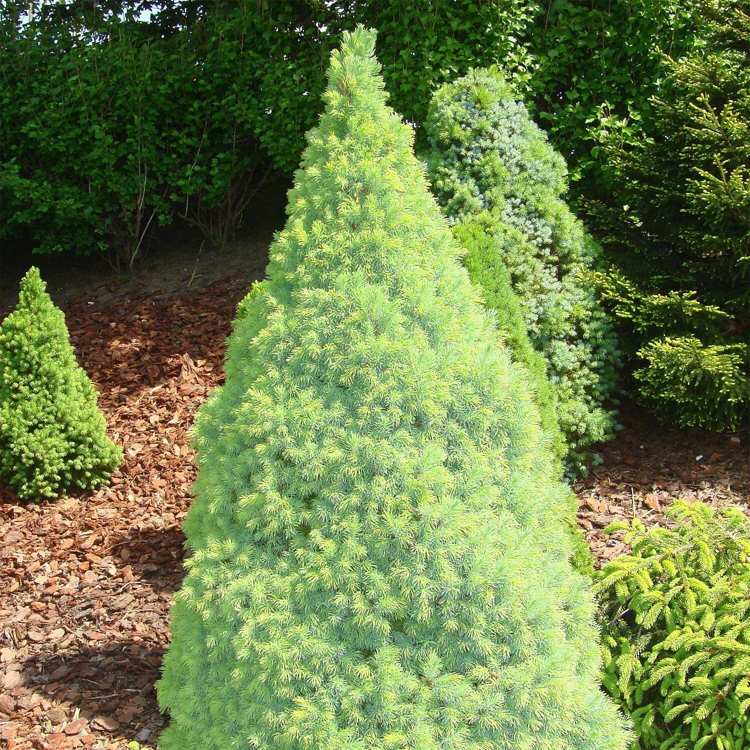Picea Glauca 'Blue Wonder'® 2 Picea Glauca 'Blue Wonder'® – Bild 2