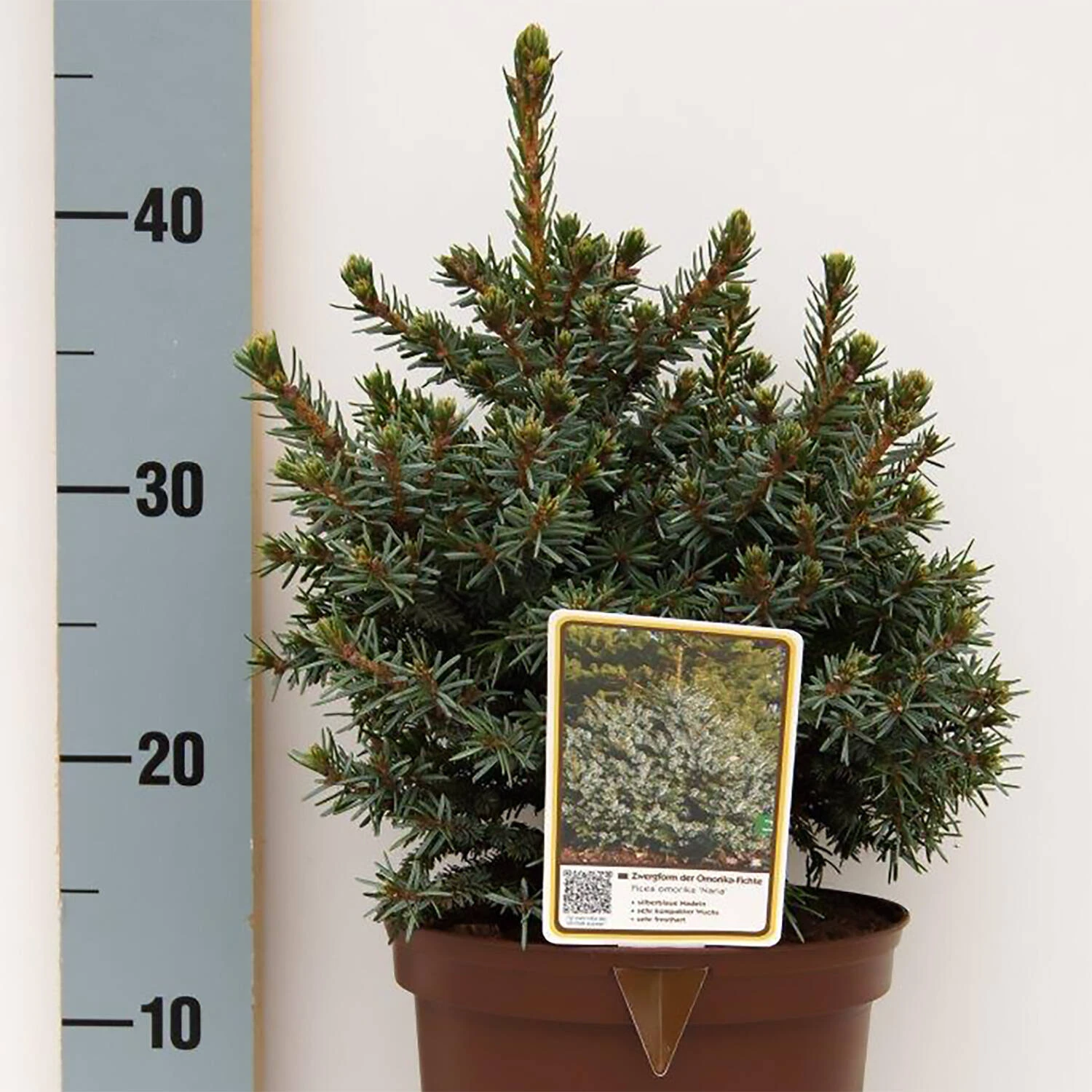 Picea Omorika 'Nana' 1 Picea Omorika 'Nana'