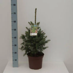 Picea Omorika 'Zuckerhut'