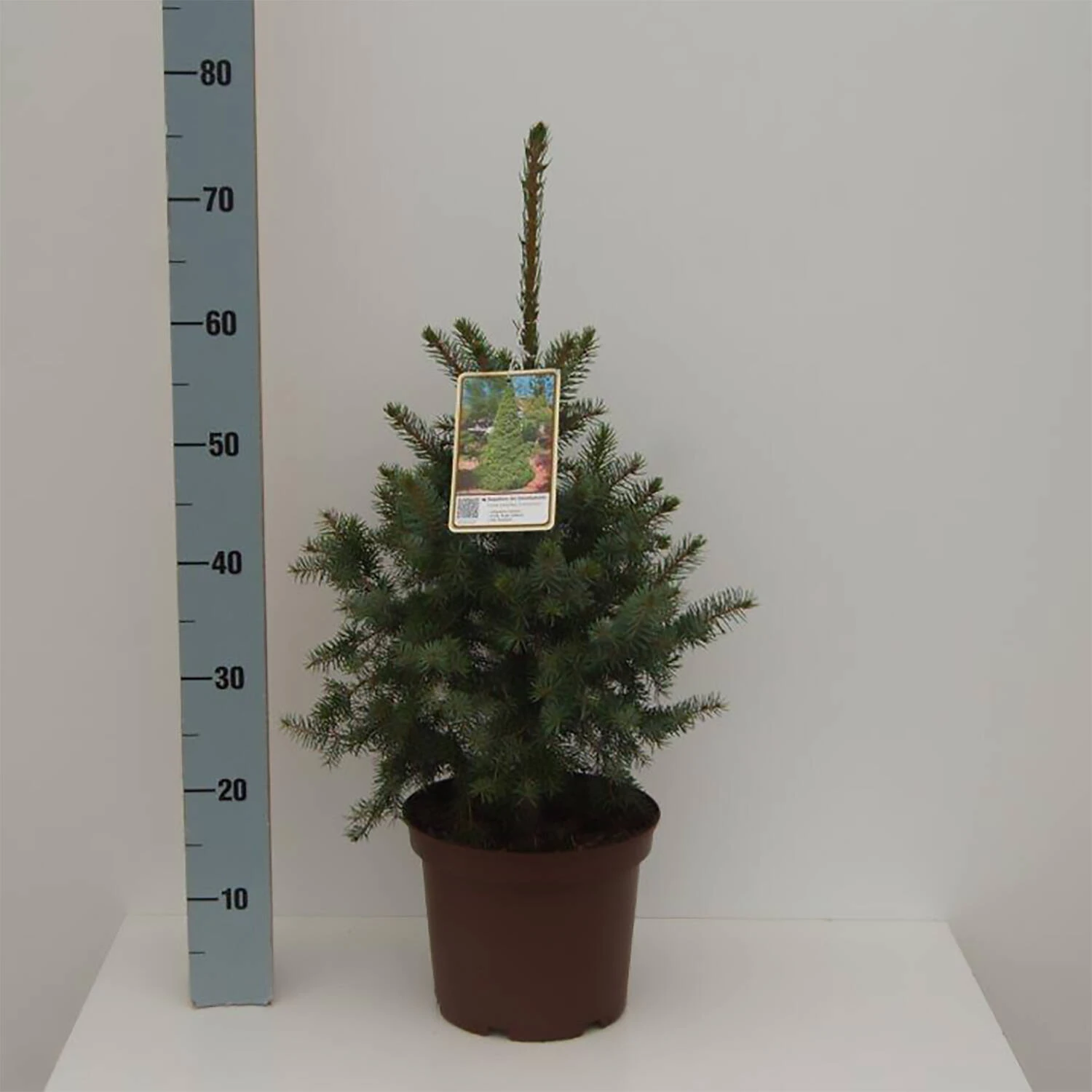Picea Omorika 'Zuckerhut' 1 Picea Omorika 'Zuckerhut'