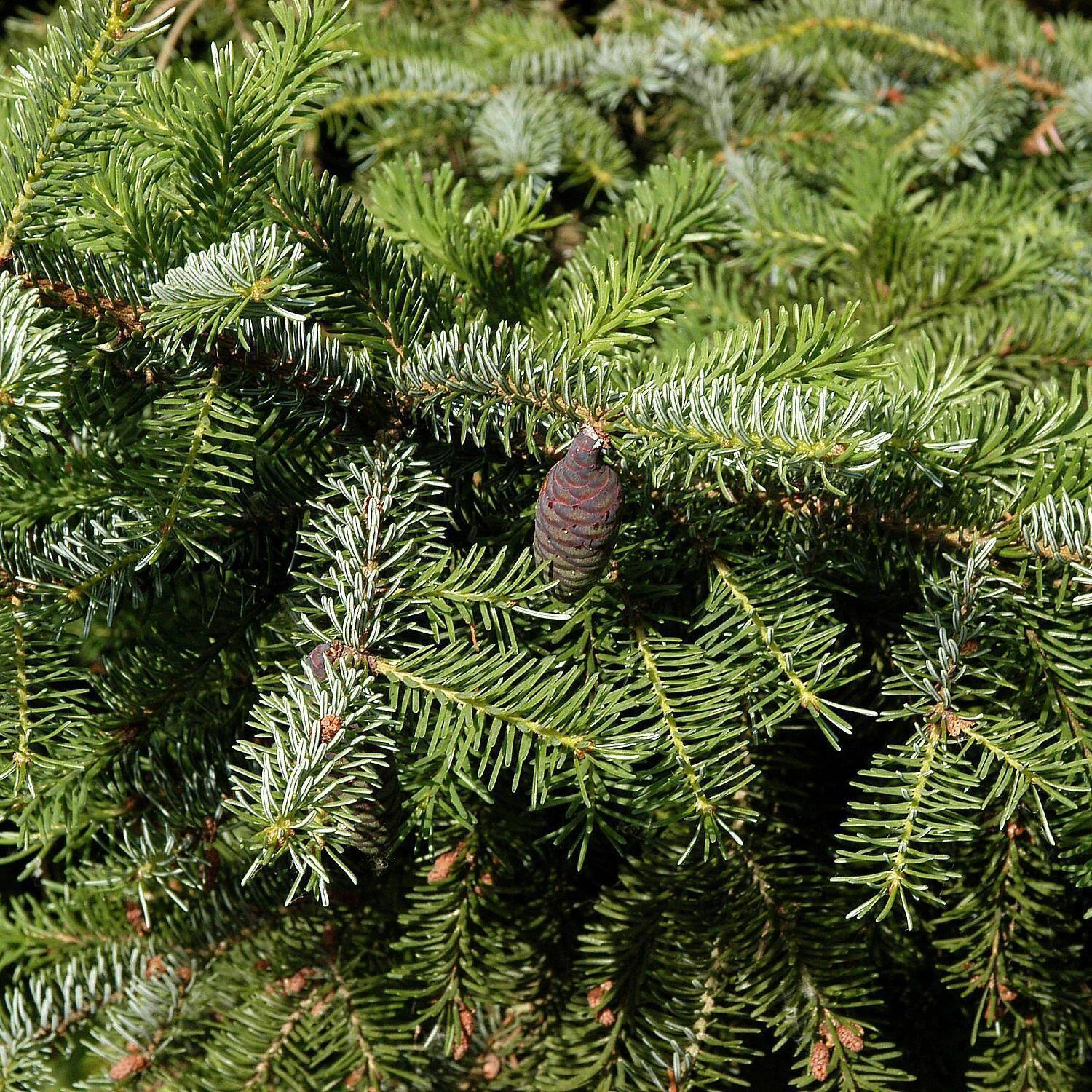 Picea Omorika 1 Picea Omorika