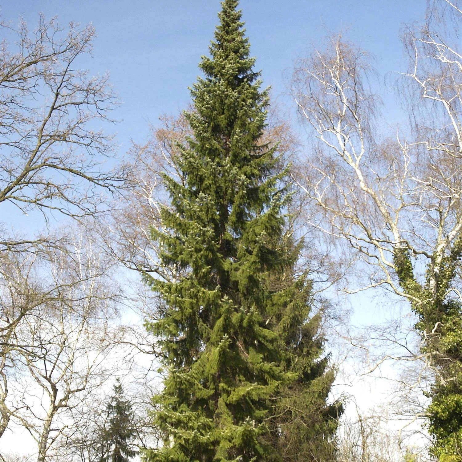 Picea Omorika 2 Picea Omorika – Bild 2