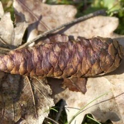 Picea Omorika 6 Picea Omorika -Seeds and Fertilizers Geschäft picea omorika3