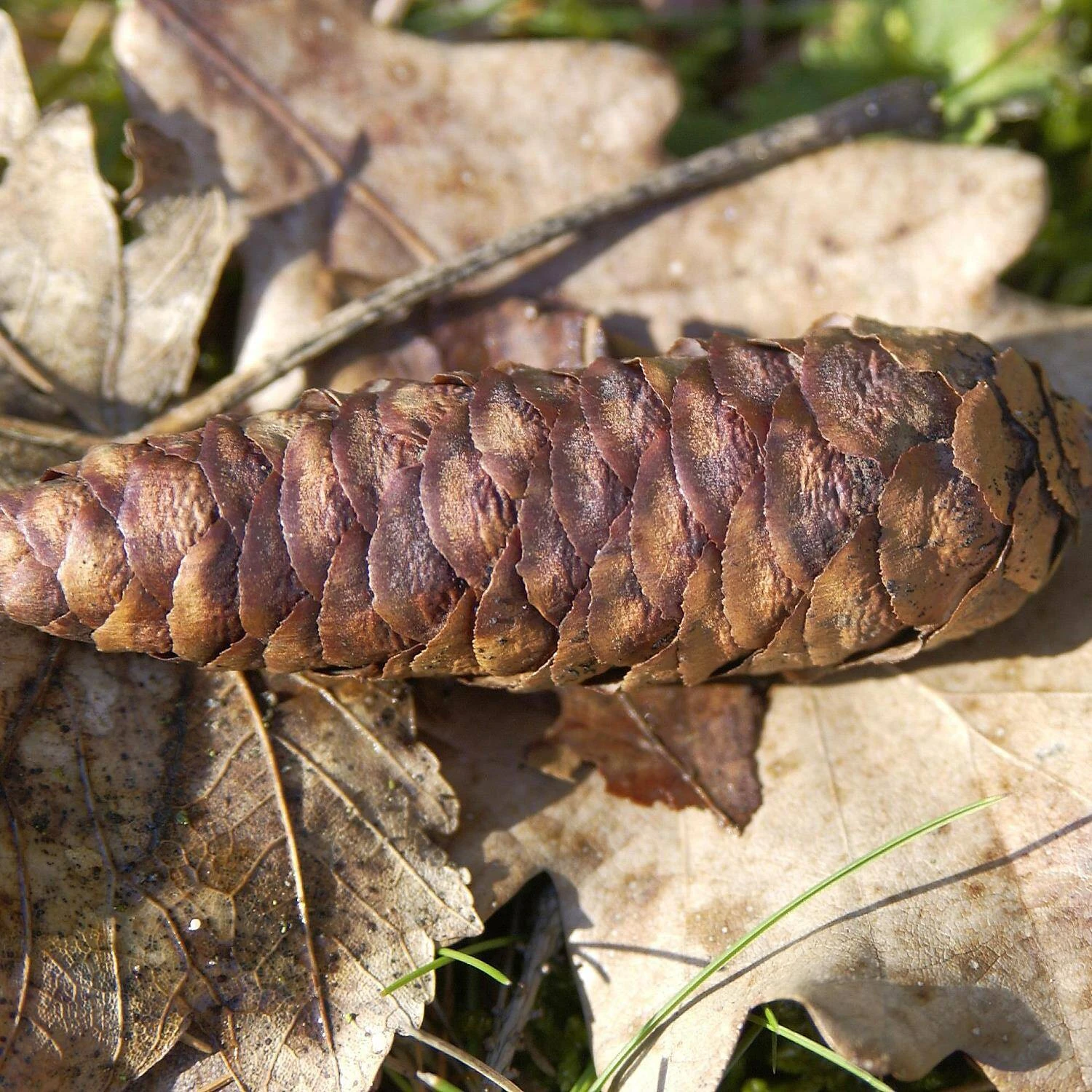 Picea Omorika 3 Picea Omorika – Bild 3