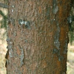 Picea Omorika 7 Picea Omorika -Seeds and Fertilizers Geschäft picea omorika4