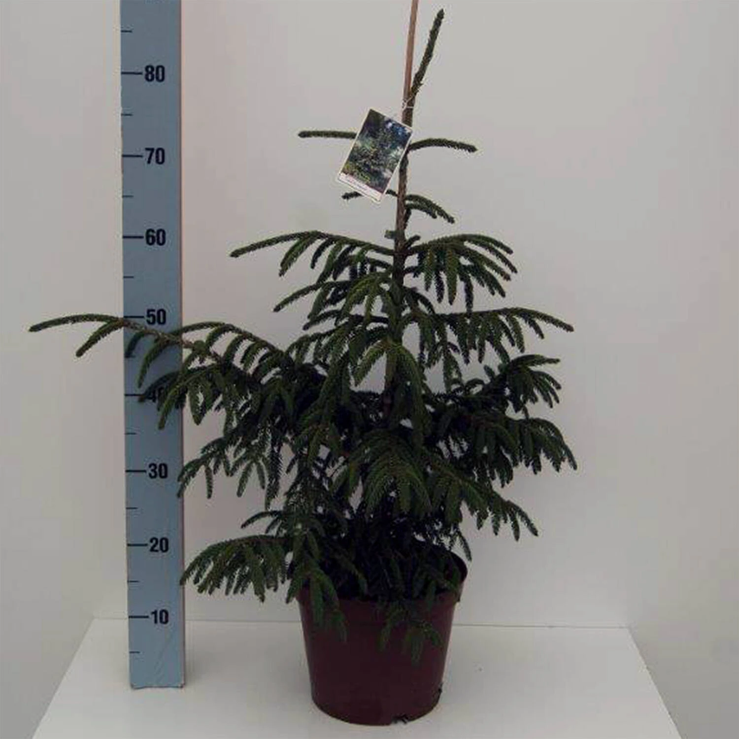 Picea Orientalis 'Aurea' 1 Picea Orientalis 'Aurea'