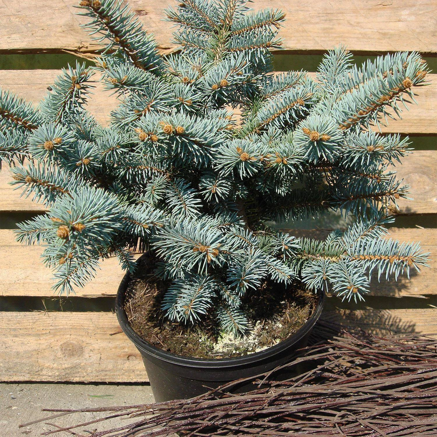 Picea Pungens 'Glauca Globosa' 1 Picea Pungens 'Glauca Globosa'