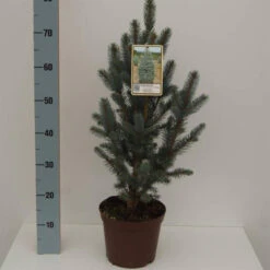 Picea Pungens 'Iseli Fastigiate'
