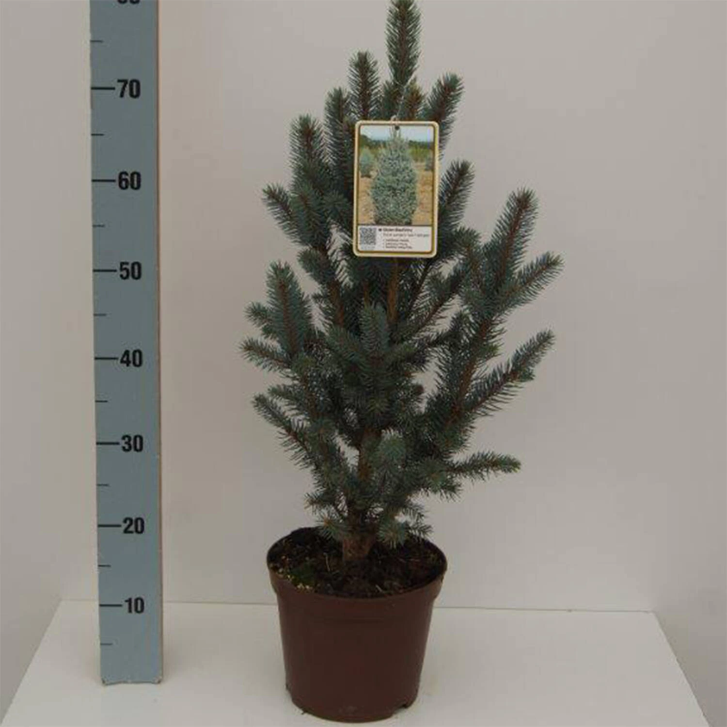 Picea Pungens 'Iseli Fastigiate' 1 Picea Pungens 'Iseli Fastigiate'