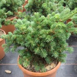 Picea Pungens 'Lucky Strike'