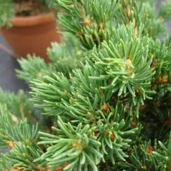 Picea Pungens 'Lucky Strike' -Seeds and Fertilizers Geschäft picea pungens lucky strike3