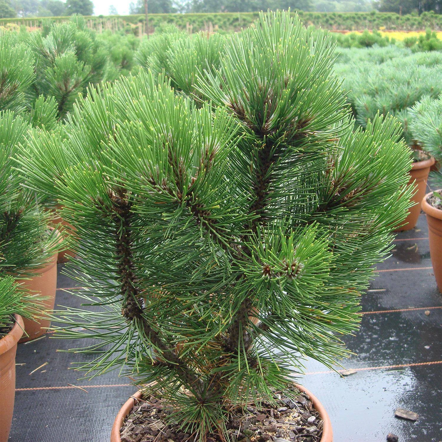 Pinus Leucodermis 'Compact Gem' 1 Pinus Leucodermis 'Compact Gem'