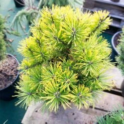 Pinus Mugo 'Carsten's Wintergold' 6 Pinus Mugo 'Carsten's Wintergold' -Seeds and Fertilizers Geschäft pinus mugo carstens wintergold berg kiefer3