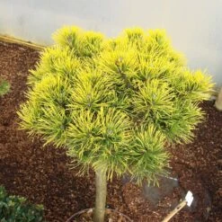 Pinus Mugo 'Carsten's Wintergold' 7 Pinus Mugo 'Carsten's Wintergold' -Seeds and Fertilizers Geschäft pinus mugo carstens wintergold berg kiefer4
