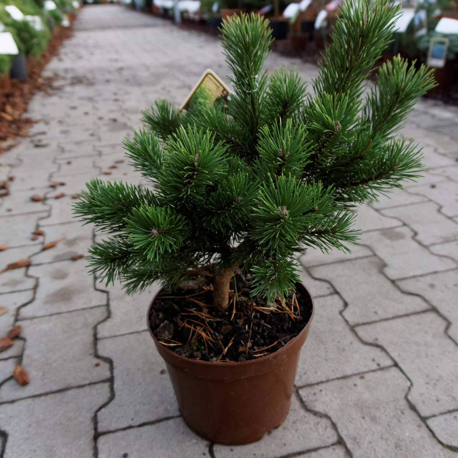 Pinus Mugo 'Gnom' 1 Pinus Mugo 'Gnom'