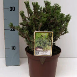 Pinus Mugo 'Humpy' -Seeds and Fertilizers Geschäft pinus mugo humpy zwerg bergkiefer3