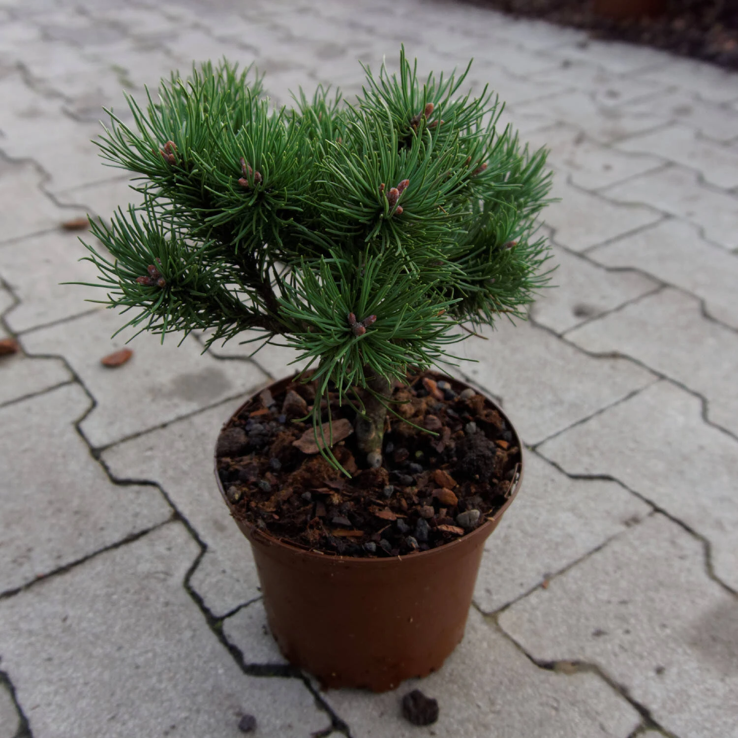 Pinus Mugo 'Laurin' 1 Pinus Mugo 'Laurin'