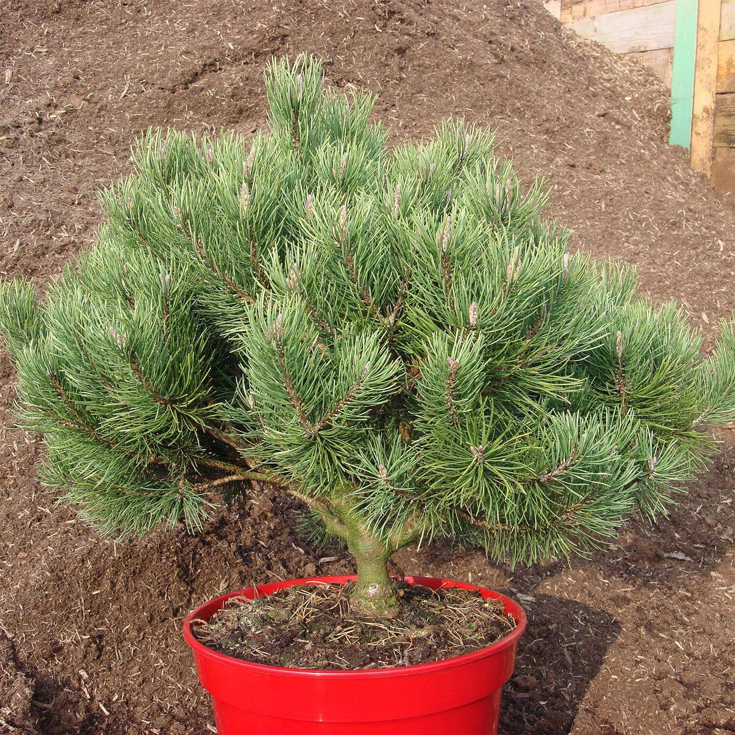 Pinus Mugo 'Laurin' 2 Pinus Mugo 'Laurin' – Bild 2