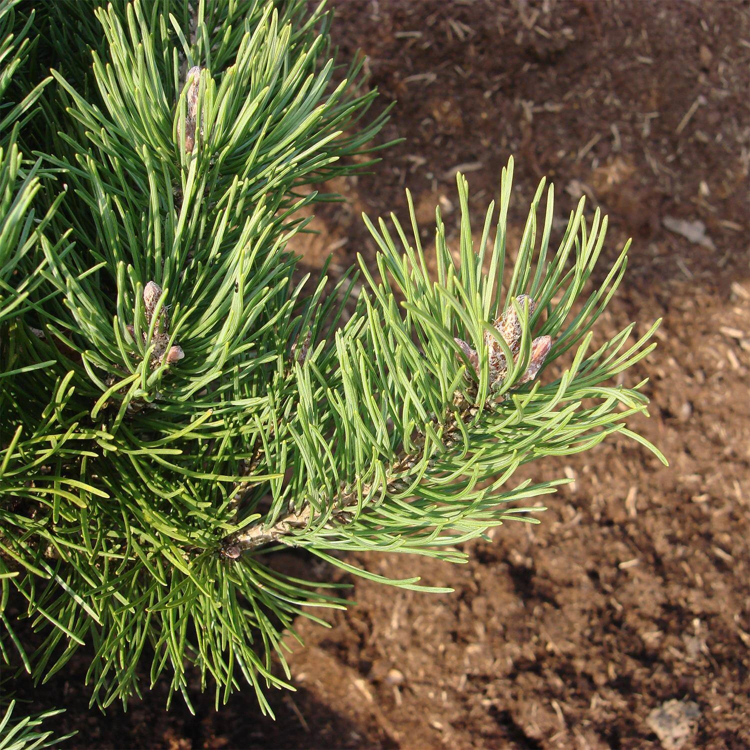 Pinus Mugo 'Laurin' 3 Pinus Mugo 'Laurin' – Bild 3