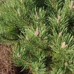 Pinus Mugo 'Laurin' 8 Pinus Mugo 'Laurin' -Seeds and Fertilizers Geschäft pinus mugo laurin zwerg strauch kiefer4