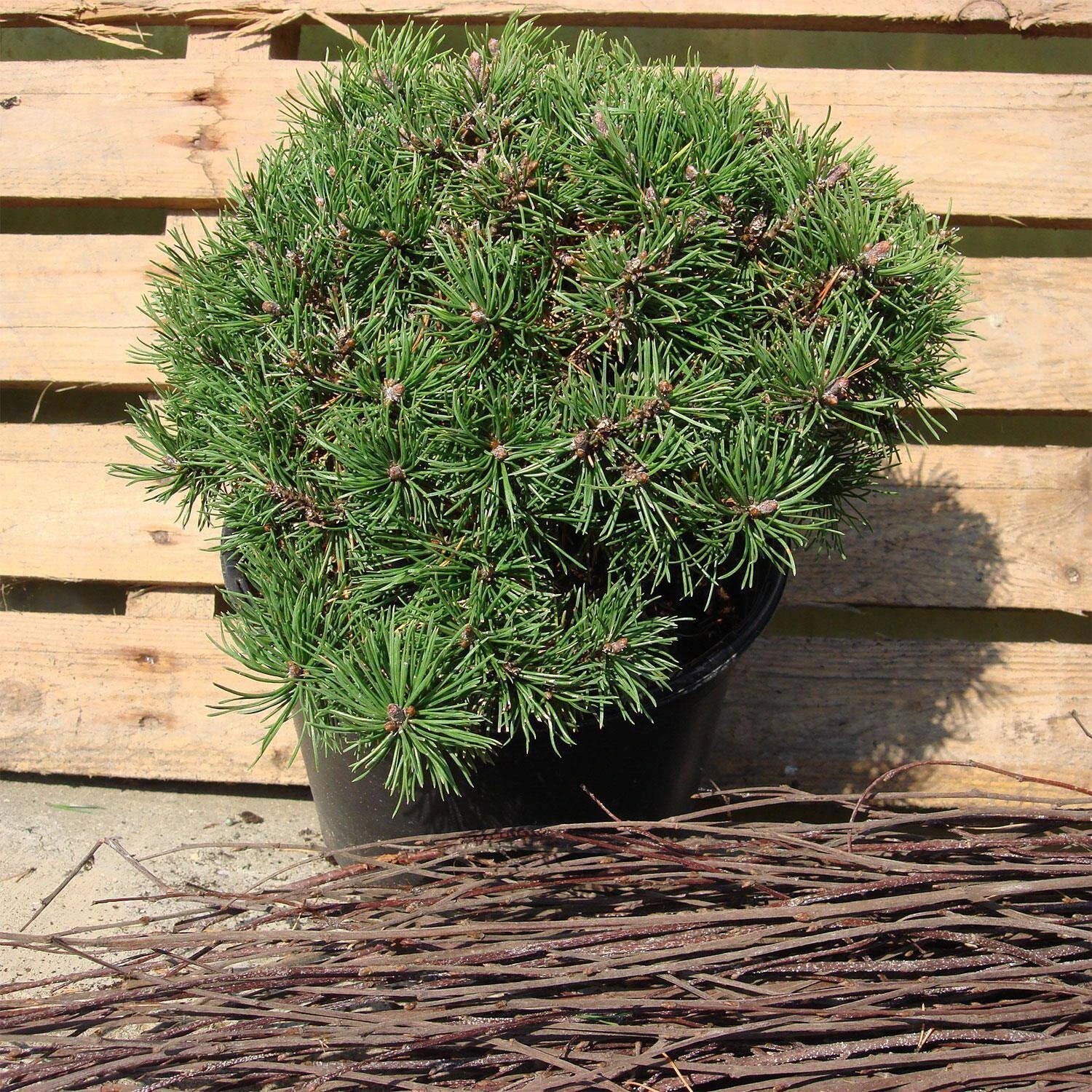 Pinus Mugo 'Mops' 1 Pinus Mugo 'Mops'
