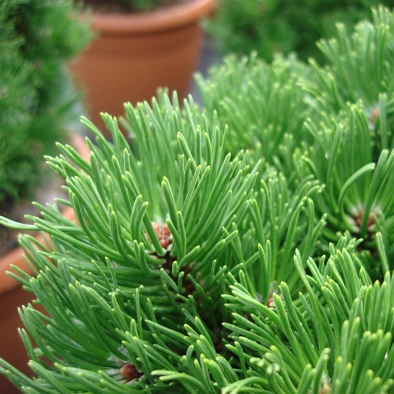 Pinus Mugo 'Picobello' 2 Pinus Mugo 'Picobello' – Bild 2