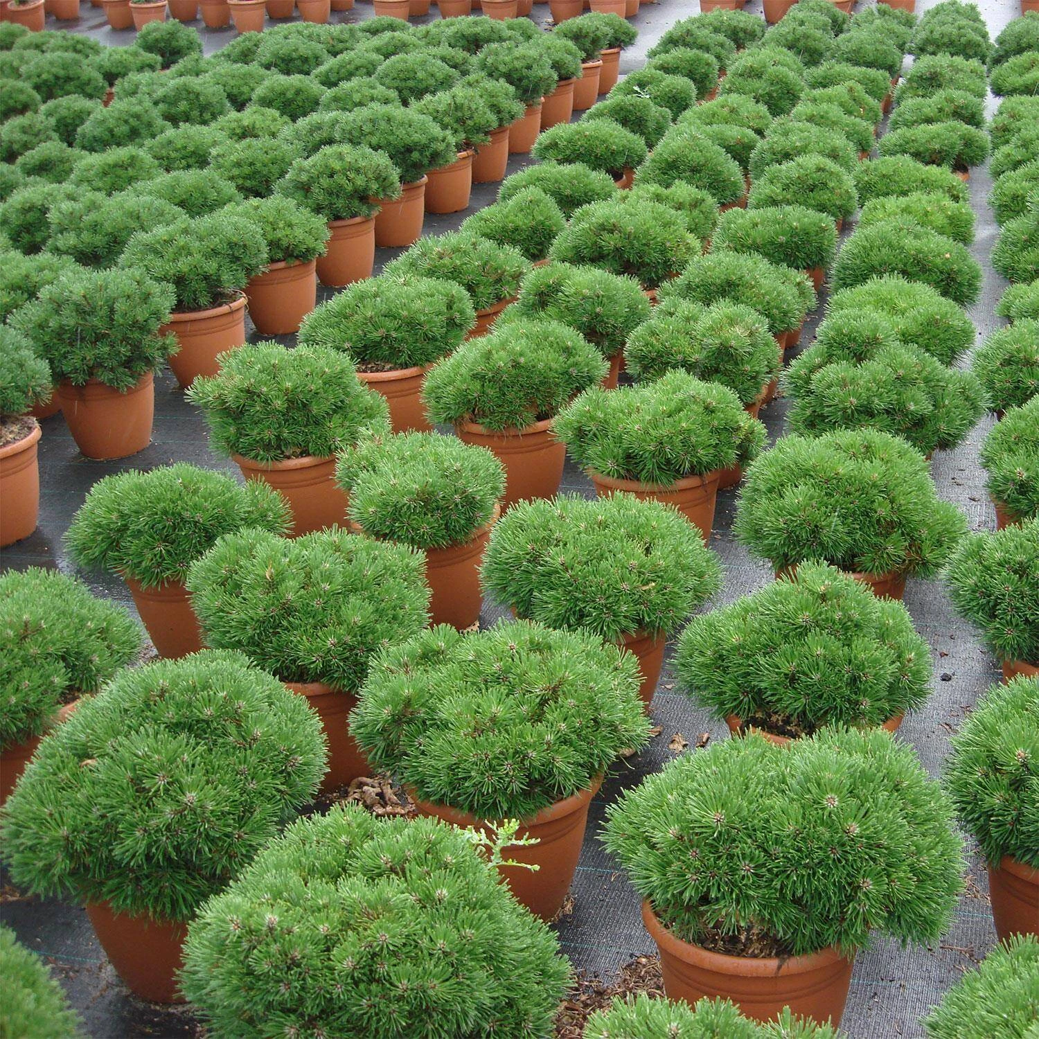 Pinus Mugo/uncinata 'Grüne Welle' 2 Pinus Mugo/uncinata 'Grüne Welle' – Bild 2