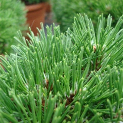 Pinus Mugo/uncinata 'Grüne Welle' 5 Pinus Mugo/uncinata 'Grüne Welle' -Seeds and Fertilizers Geschäft pinus mugo uncinata gruene welle3