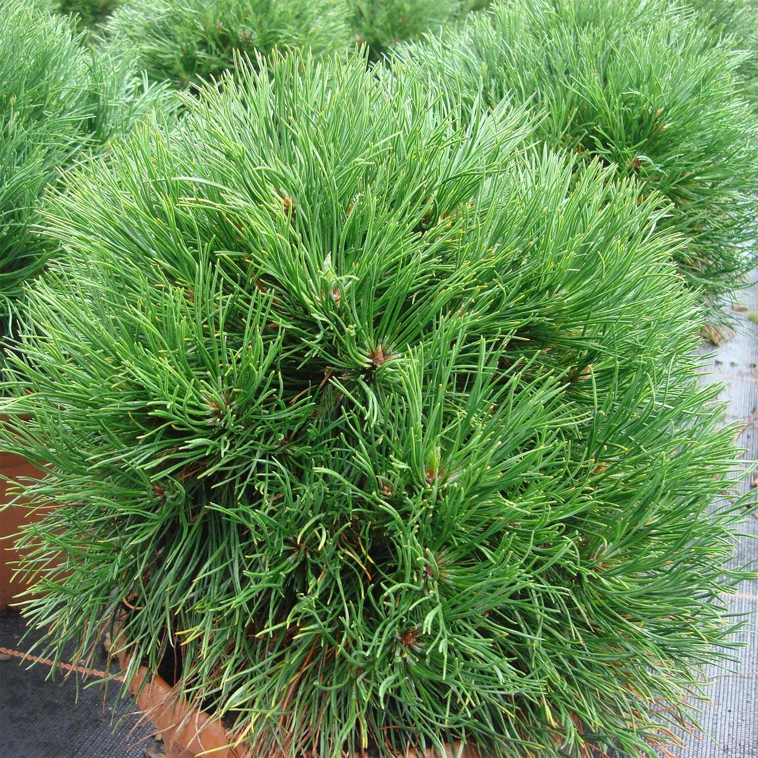 Pinus Mugo 'Varella' 1 Pinus Mugo 'Varella'