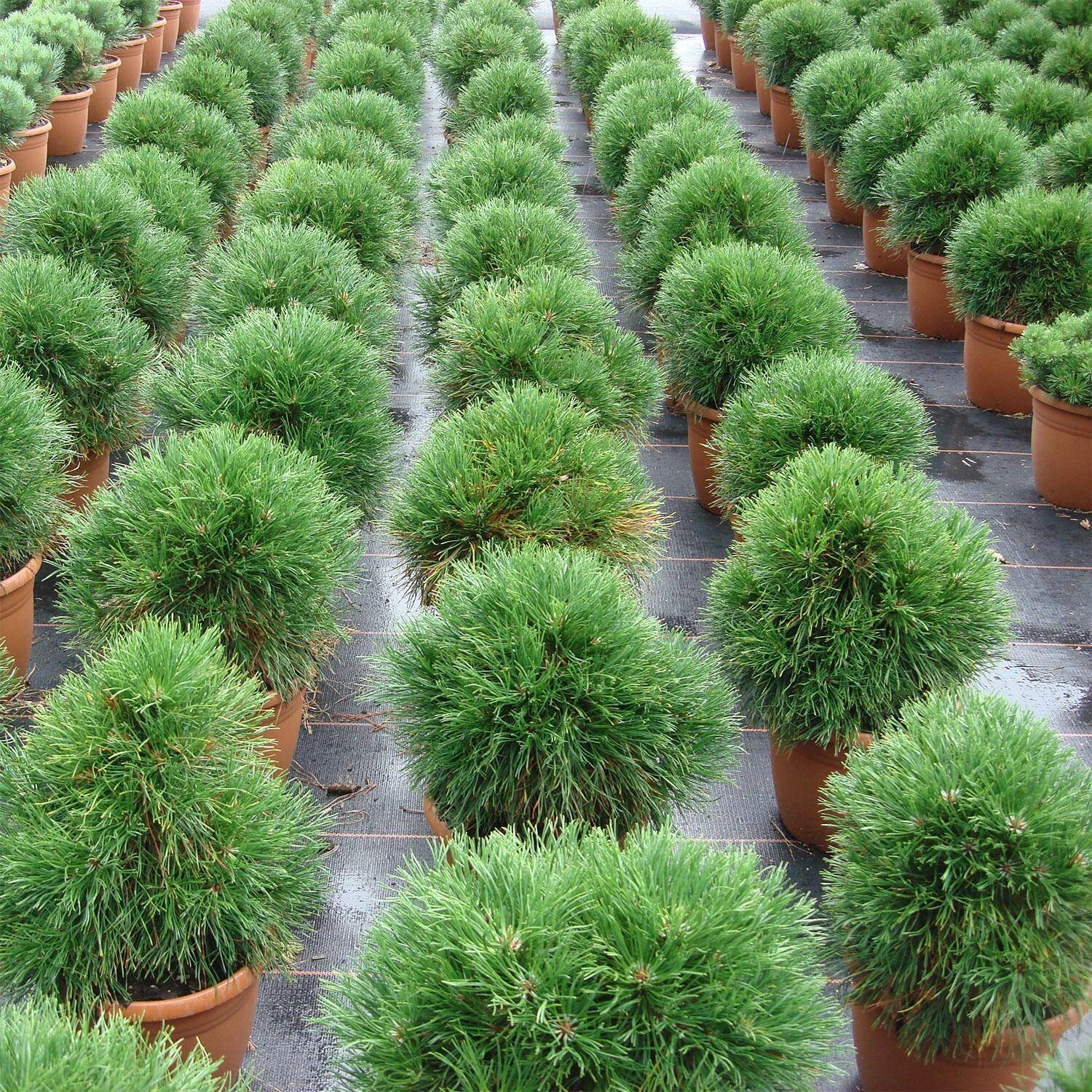 Pinus Mugo 'Varella' 2 Pinus Mugo 'Varella' – Bild 2