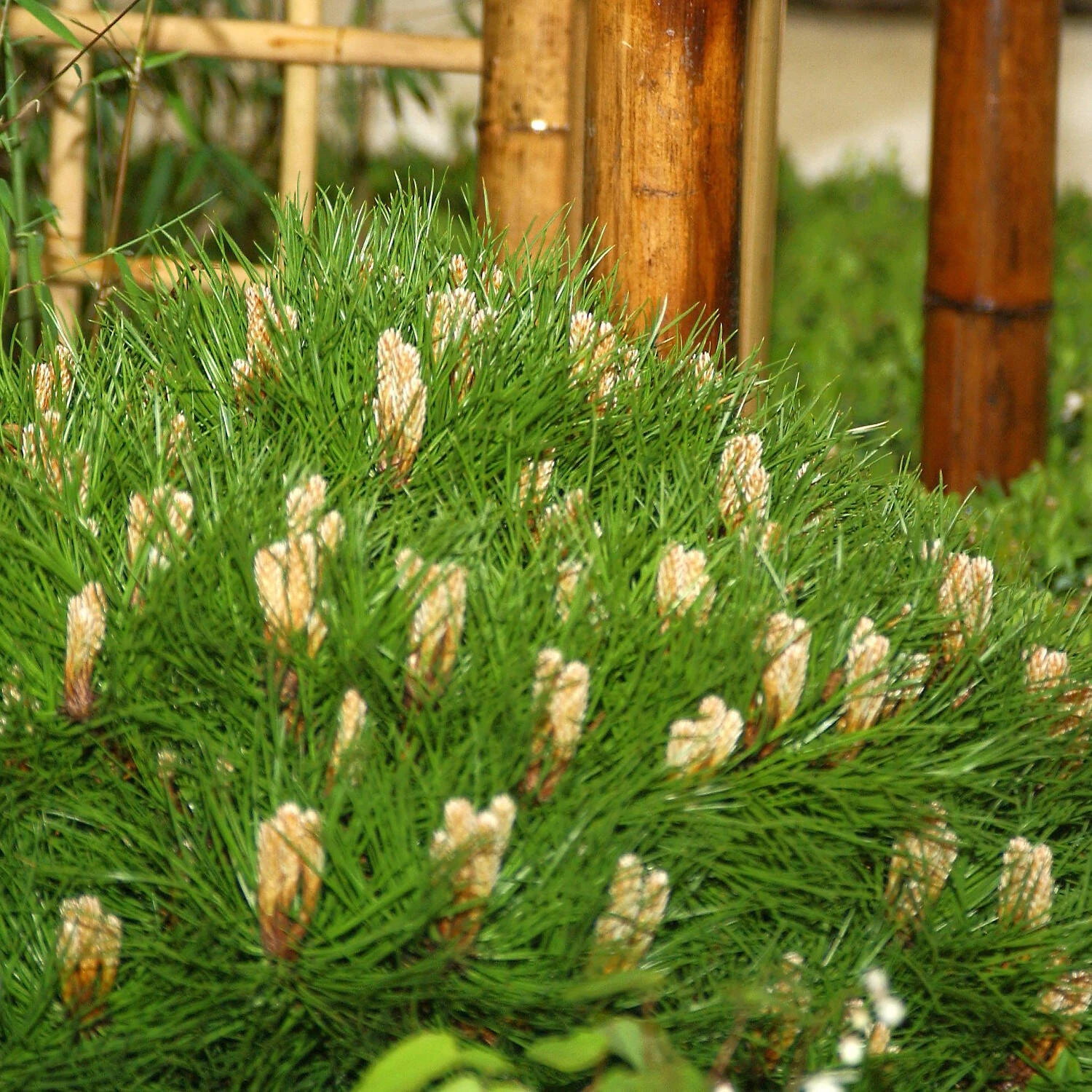 Pinus Nigra 'Marie Brégeon'® 1 Pinus Nigra 'Marie Brégeon'®