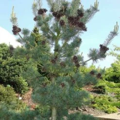 Pinus Parviflora 'Glauca'