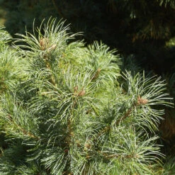 Pinus Parviflora 'Schoon´s Bonsai'