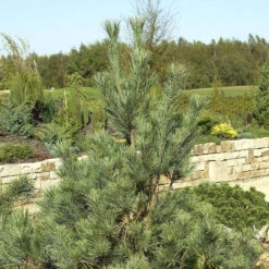 Pinus Wallichiana 'Densa Hill'
