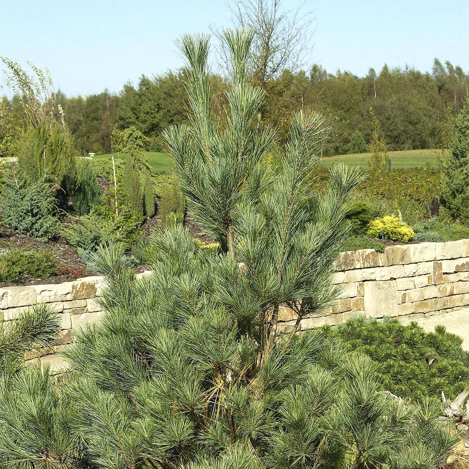 Pinus Wallichiana 'Densa Hill' 1 Pinus Wallichiana 'Densa Hill'