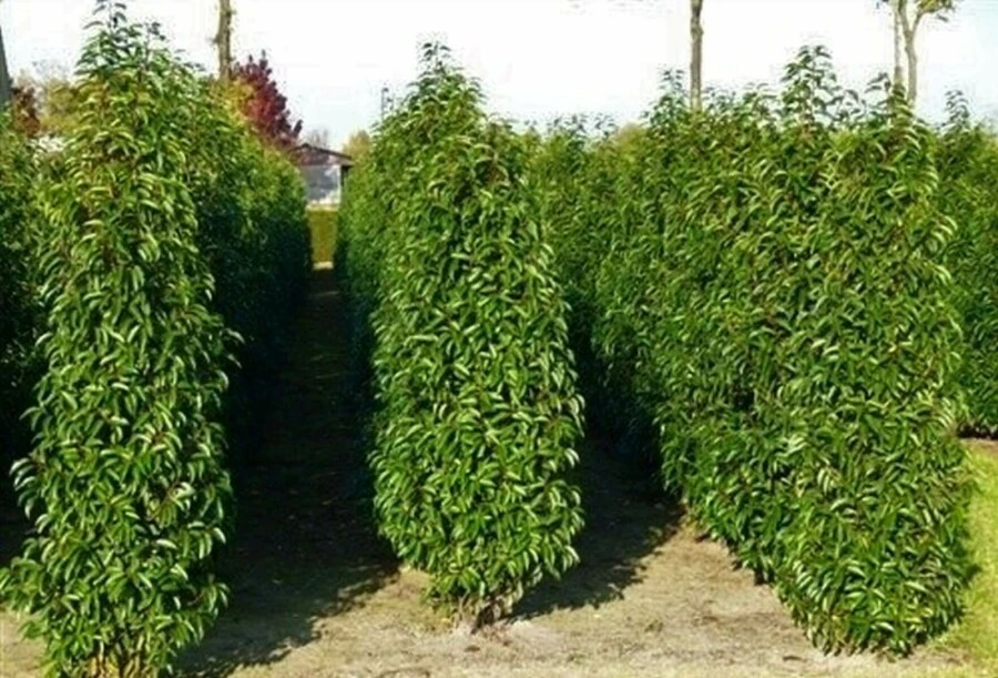 Portugiesischer Kirschlorbeer / Prunus Lusitanica Angustifolia 2 Portugiesischer Kirschlorbeer / Prunus Lusitanica Angustifolia – Bild 2