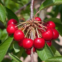 Prunus Avium 'Burlat'